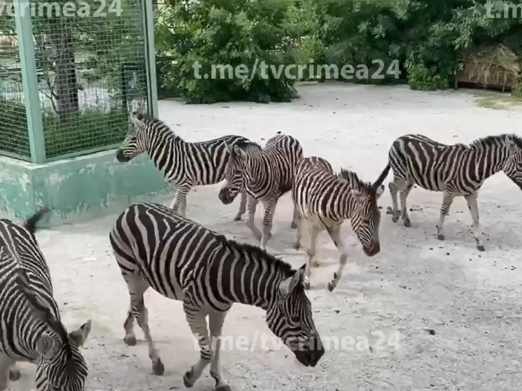 Зебры из Херсонской области будут жить с жирафами в Крыму