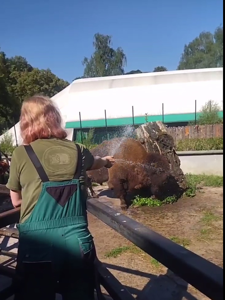 Калининградцам рассказали, как спасаются от жары животные в зоопарке