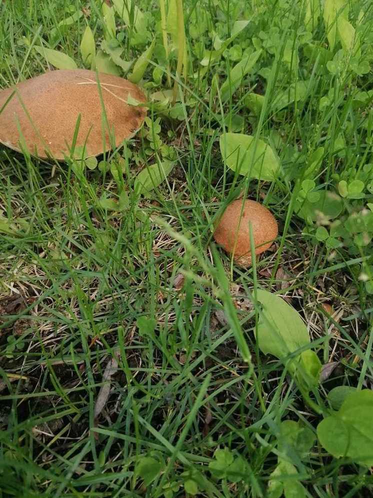 На Камчатке пошли грибы
