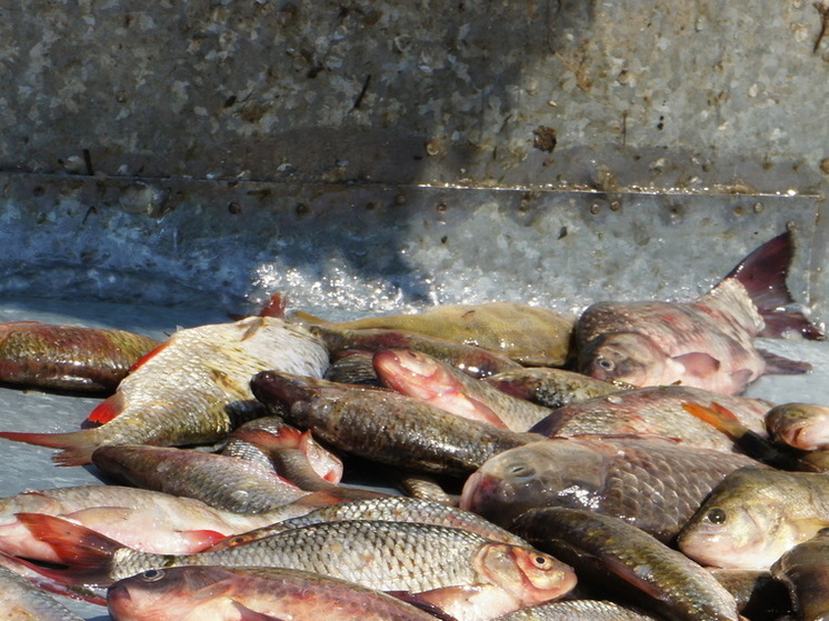 Астраханский бизнесмен хранил опасную рыбную продукцию