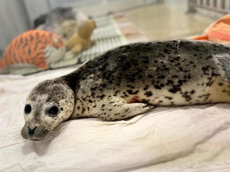 Так себе, но что ж: очередной тюлень выловлен на реабилитацию в Приморье