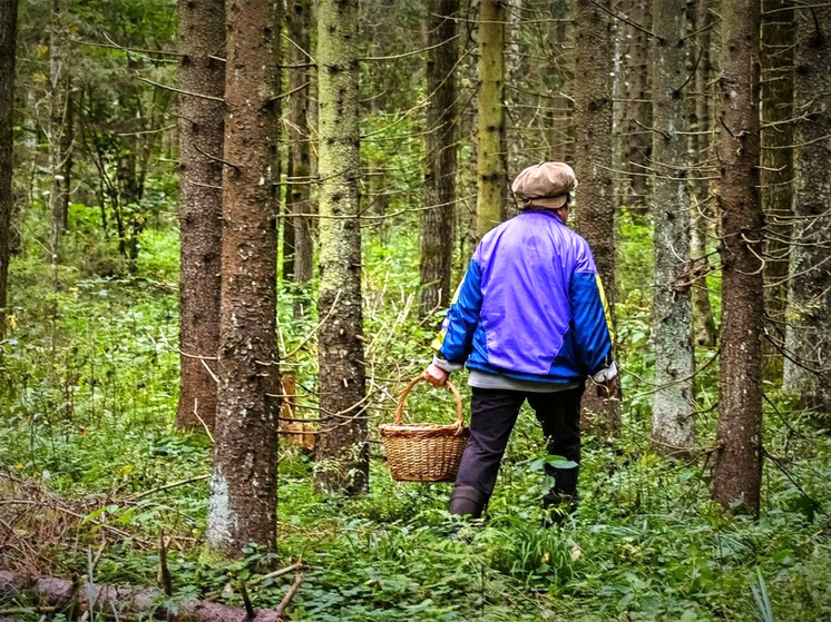 Ещё трое кировчан вернулись из леса с клещевым энцефалитом