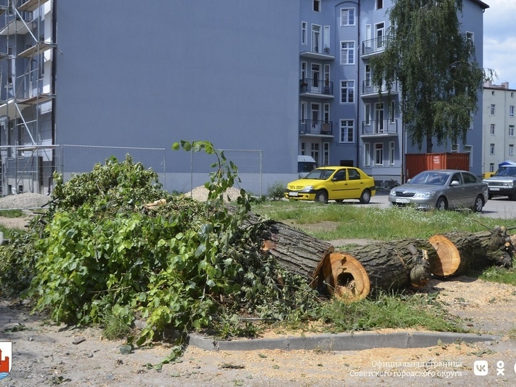 В Советске срубили 33 аварийных липы, взамен которых высадят цветы