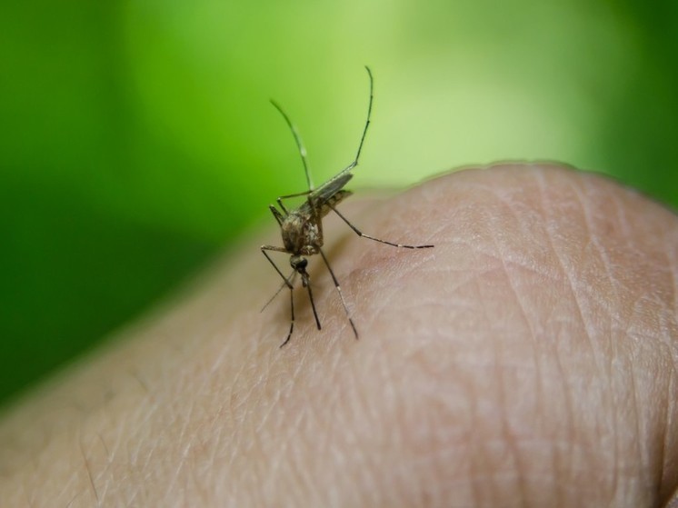 В Кольском Заполярье с наступлением тепла активизировались комары
