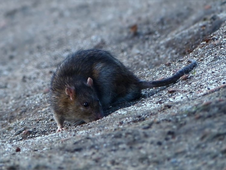 «Крысиный бум» в воронежском Шилово набирает обороты