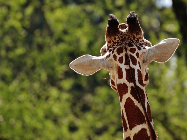 В Калининградском зоопарке на капремонт жирафника выделили 16 млн рублей