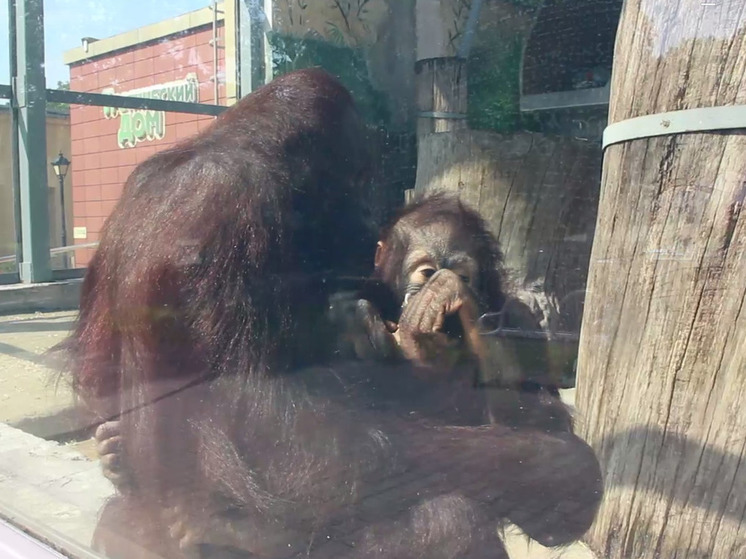 В Калининградском зоопарке малыш-орангутан не дает маме никакой личной жизни