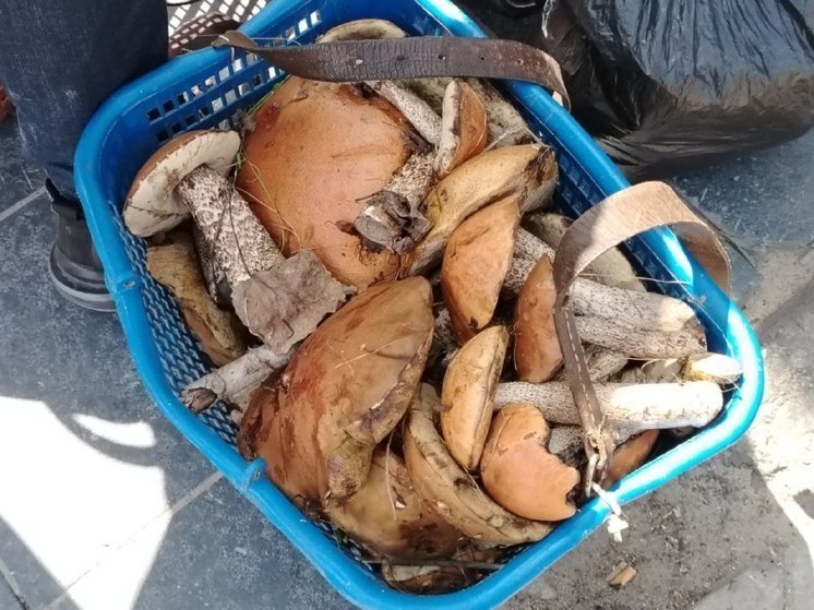 Потерявшихся грибников нашли спасатели в Хабаровском крае