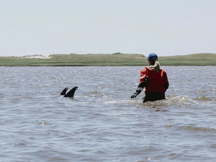 Спасатели пришли на помощь выбросившимся на американское побережье дельфинам