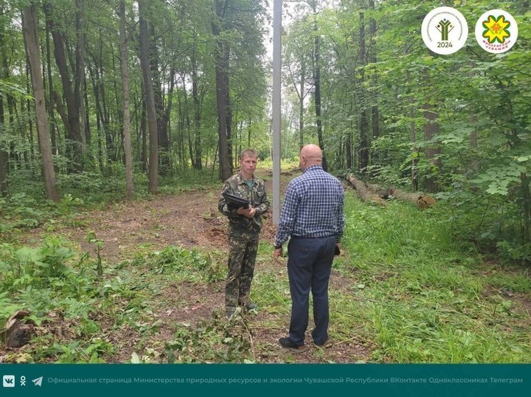 Лесные инспекторы в Чувашии проверили использование лесов региона пользователями