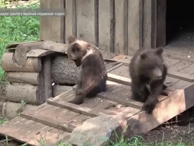 Смоленские медвежата обзаведись новыми друзьями