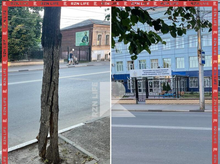 Рязанцы сообщили о сломанном дереве в центре города