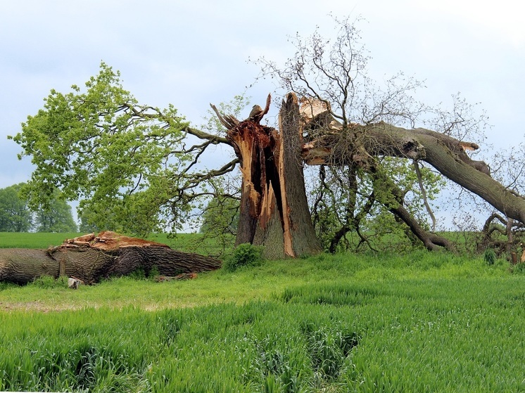 На трассе около Янтарного повалило дерево после грозы