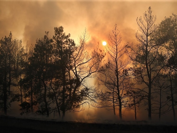 До 30 июня в Волгоградской области ввели 5-й класс горимости леса