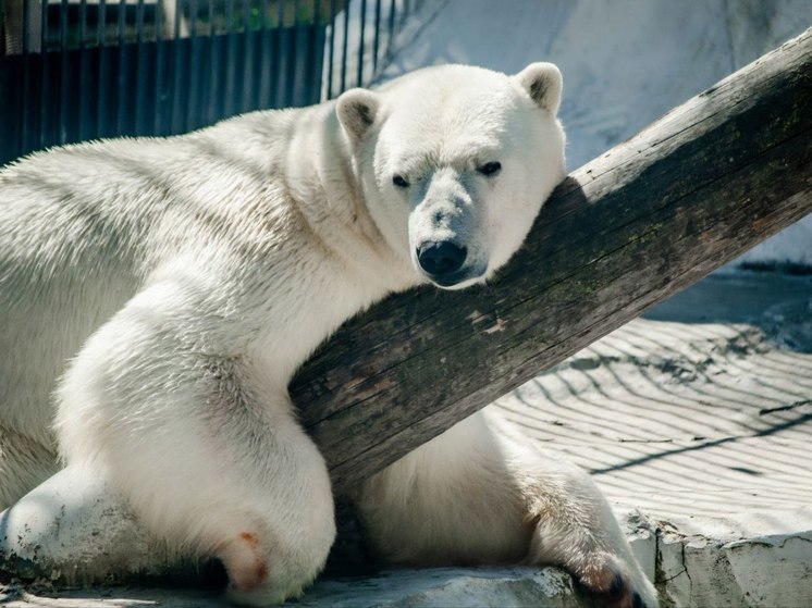 В хабаровском зоосаде рассказали, как белый медведь переносит жару