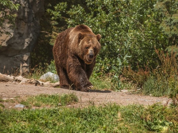 Съемочную площадку «Последнего героя» на Алтае посетил медведь