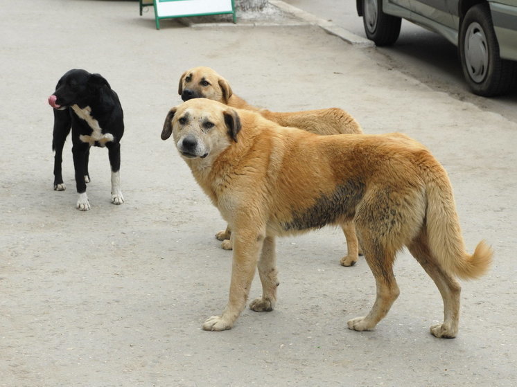 В Саратове за день собаки покусали двоих детей