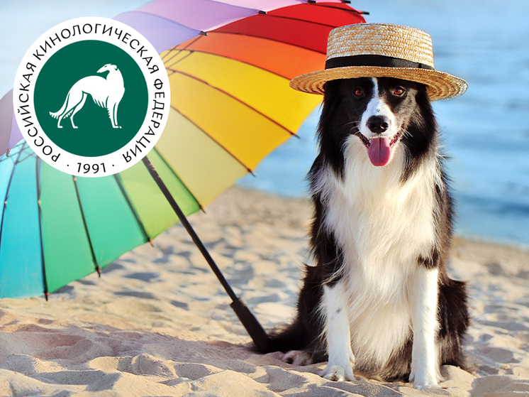 Кинологи рассказали о важности солнцезащитного крема для собак