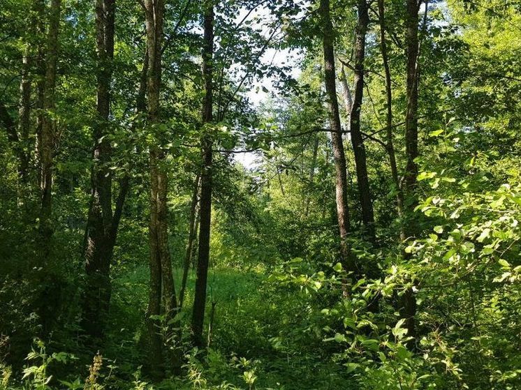 4-ый класс пожарной опасности ожидается в Подмосковье 2 июля