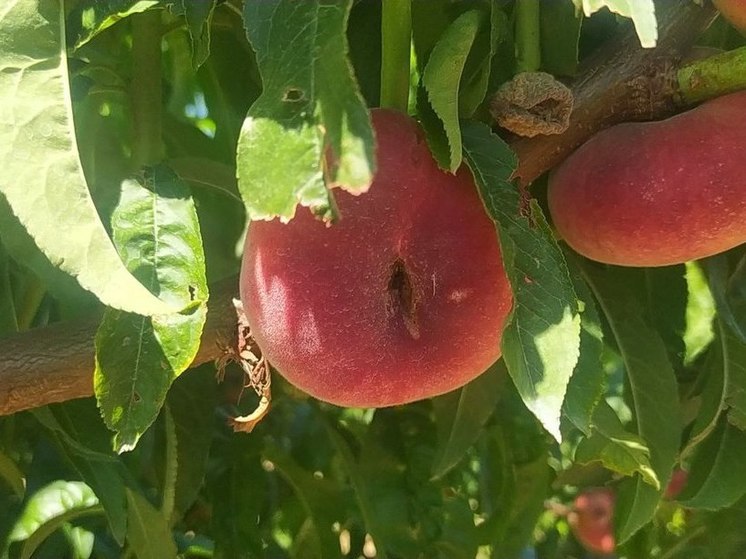 В 2024 году аграрии Крыма планируют собрать урожай персиков с площади более 1200 гектаров