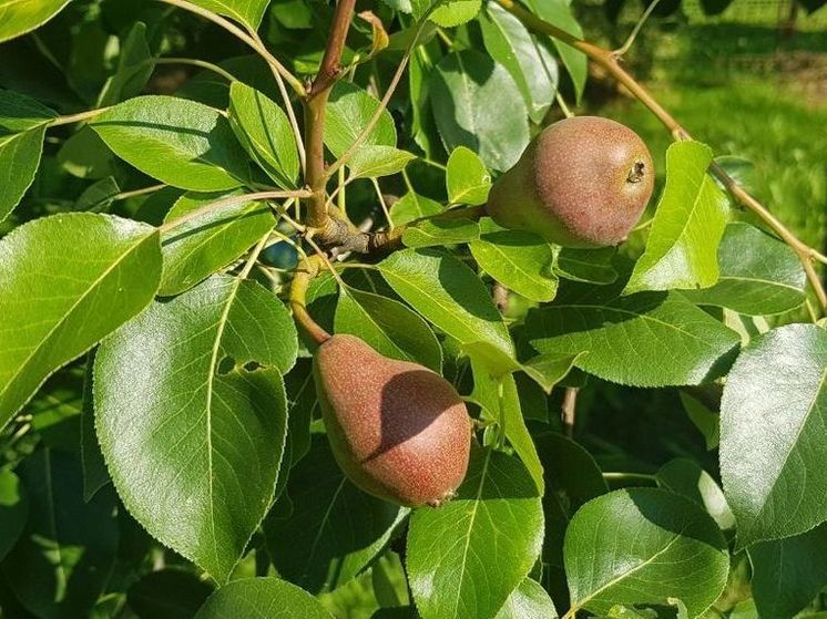 Синоптик Евгений Тишковец предупредил о 5-дневном зное