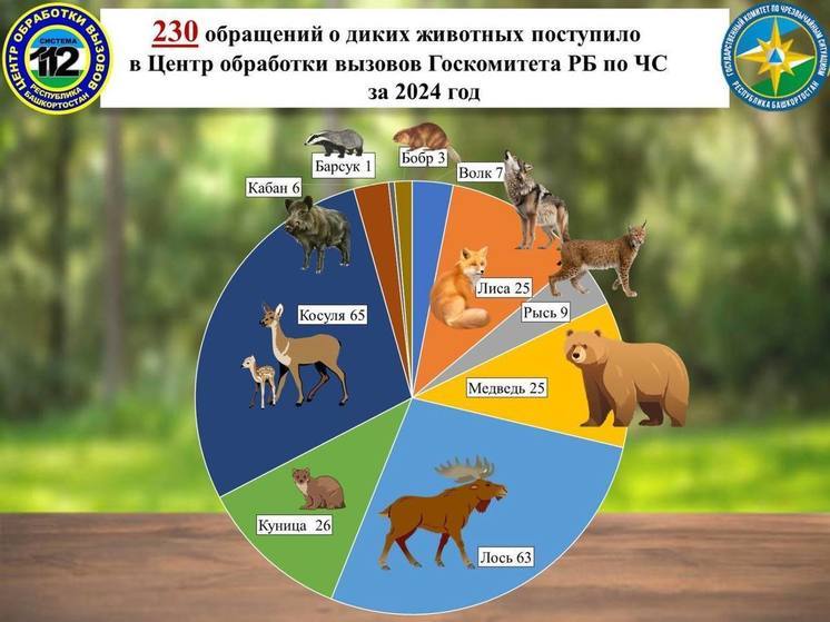 В Башкирии люди стали чаще сообщать о встречах с дикими животными