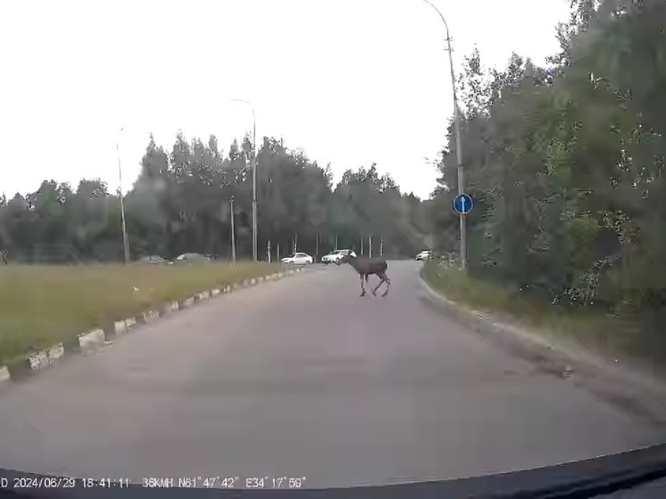Лось выбежал на шоссе в Петрозаводске