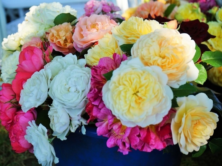 В Орле на выставке представили больше 100 разновидностей роз