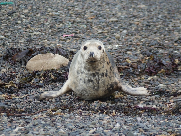 В Калининградской области тюлень чуть не погиб из-за рыболовных сетей