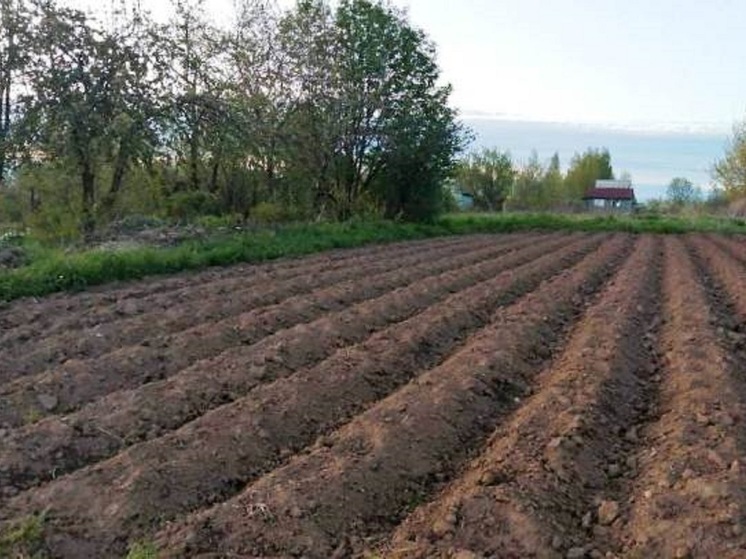 В Костромской области 140 человек получили участки для выращивания картофеля и овощей