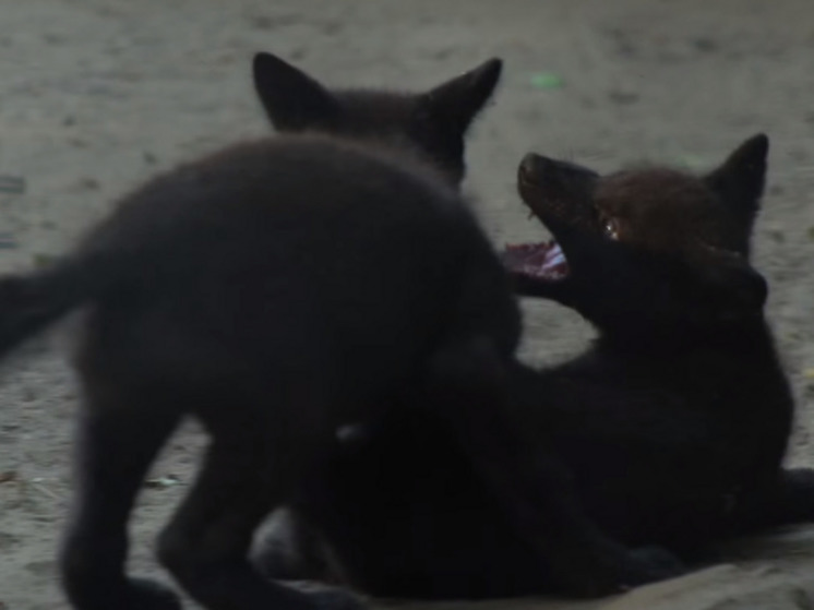 Новосибирский зоопарк показал детенышей канадских волков