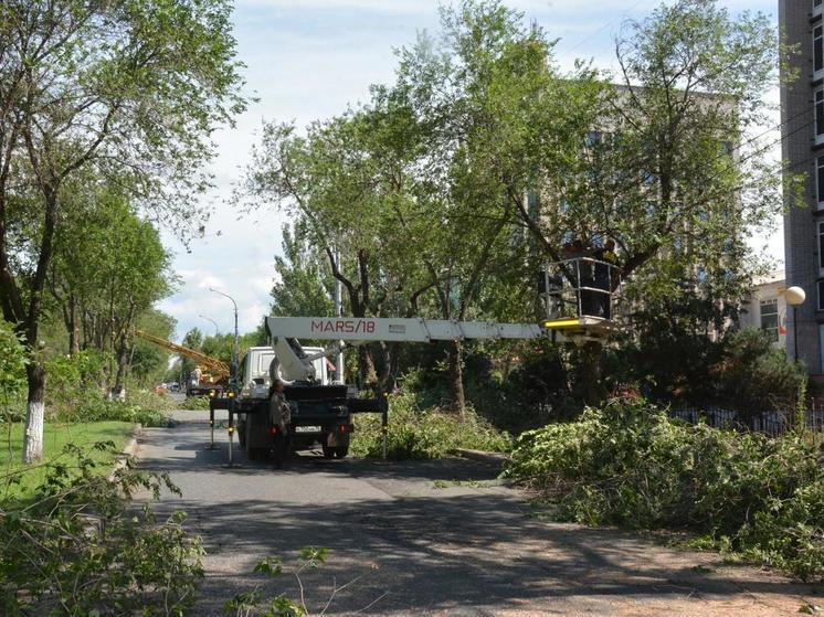 В Астрахани начали масштабные работы по обрезке деревьев на улице Савушкина