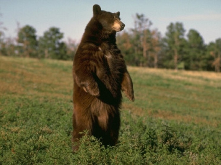 В Ярославской области стало больше медведей