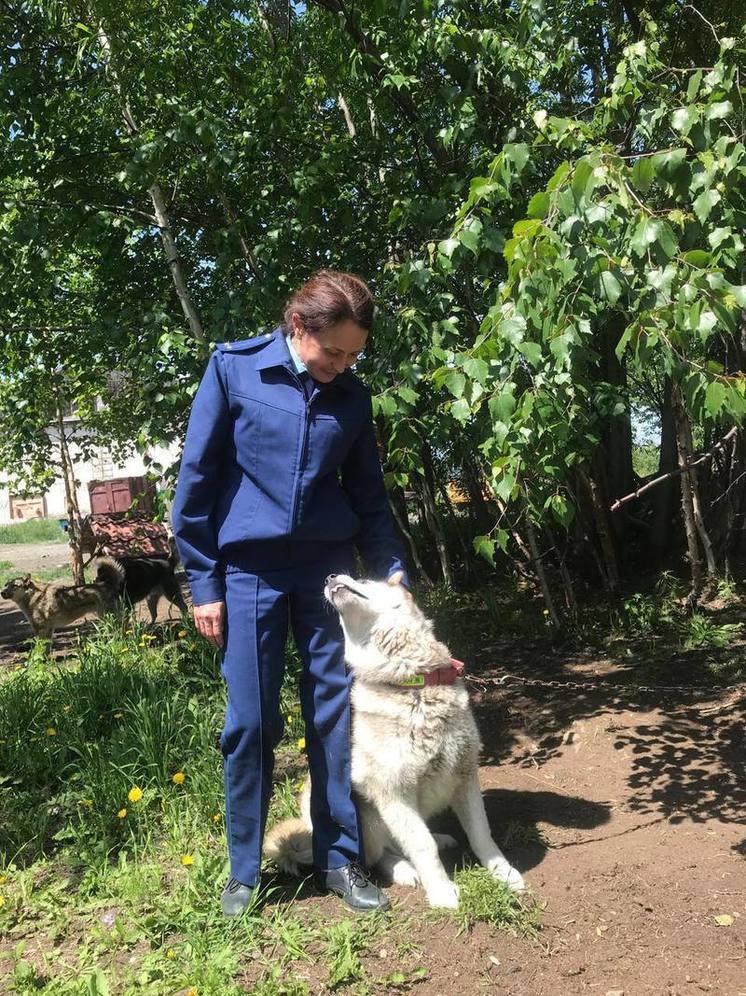 Камчатские прокуроры проверили собачий быт