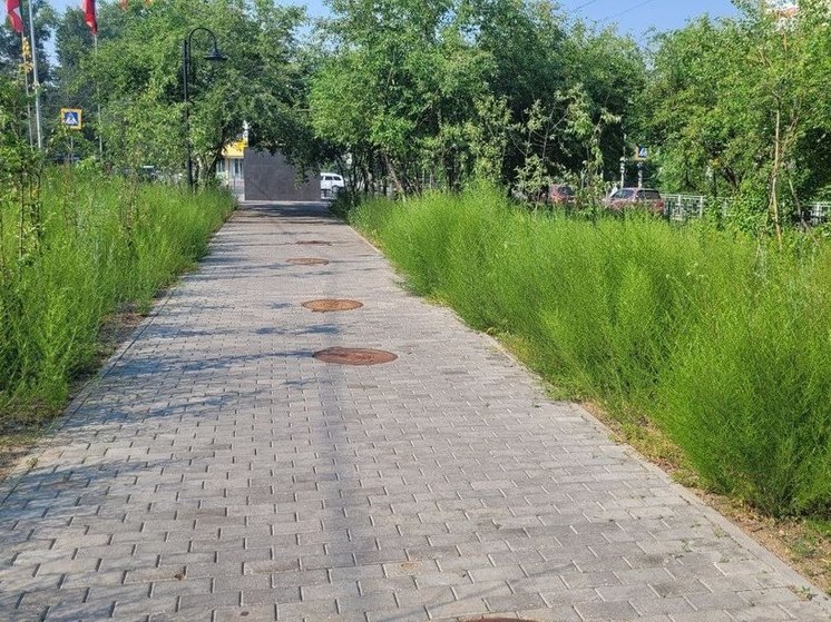 Власти Читы недовольны темпом скоса травы на улицах