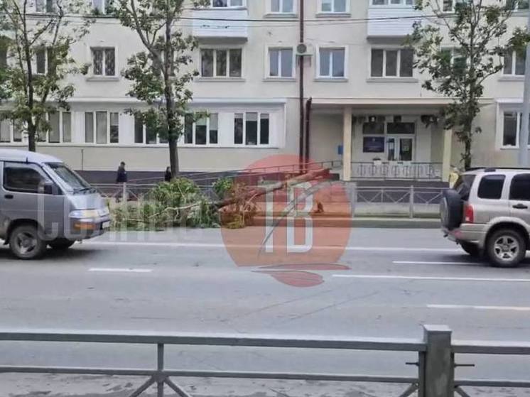 В Южно-Сахалинске на улице Ленина рухнувшее дерево перегородило проезд