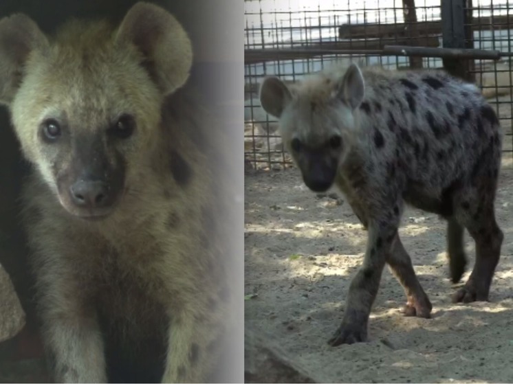 В Новосибирский зоопарк приехали хихикающие гиены из Ленинграда