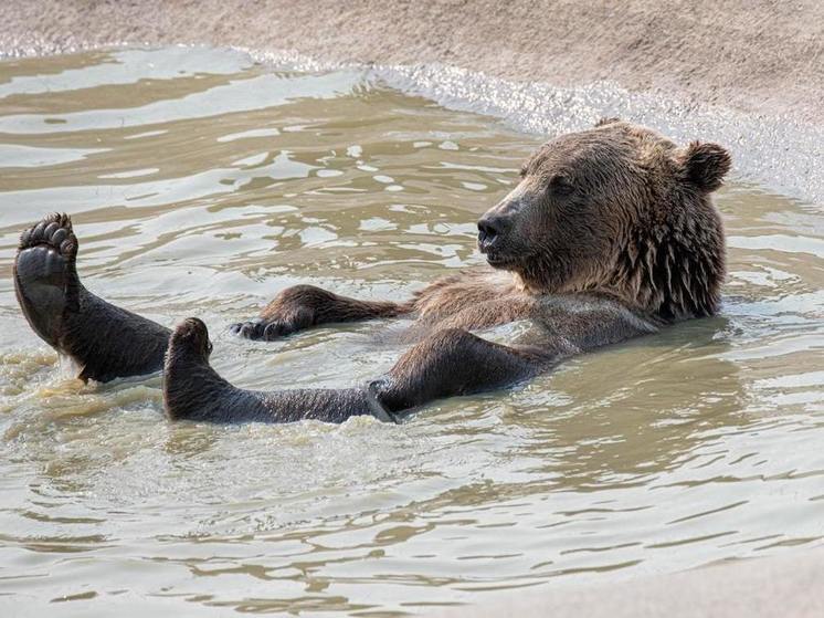 В Улан-Удэ приедет главный российский знаток медведей