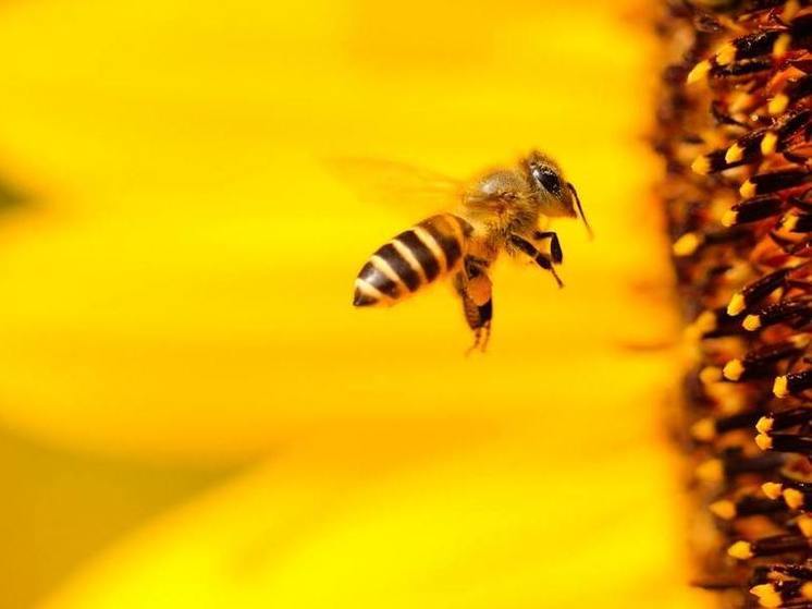 Народные приметы на 2 июля 2024 года: что нельзя делать в день Зосима Пчельника