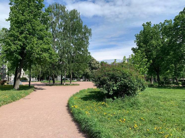 В Петербурге высадили более 53 тысяч деревьев за последние пять лет