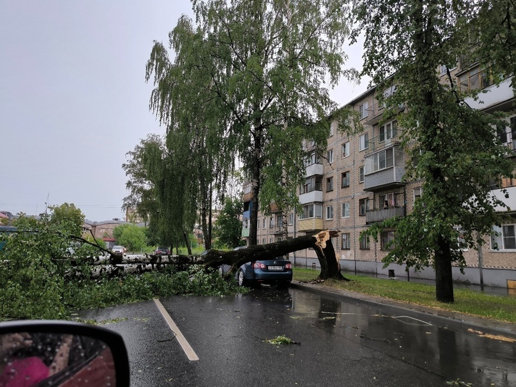 Дерево упало на автомобиль на улице Спортивной в Пскове