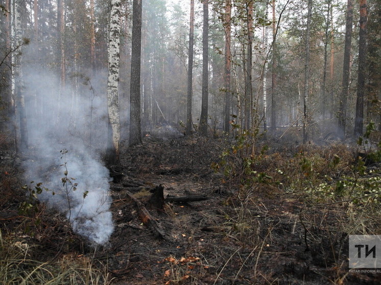 Ситуацию с пожаром в заповеднике в Татарстане комментирует МЧС