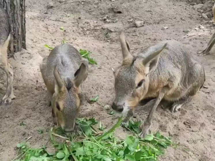 Ленинградский зоопарк показал невозмутимых маров, поедающих клевер даже в жару