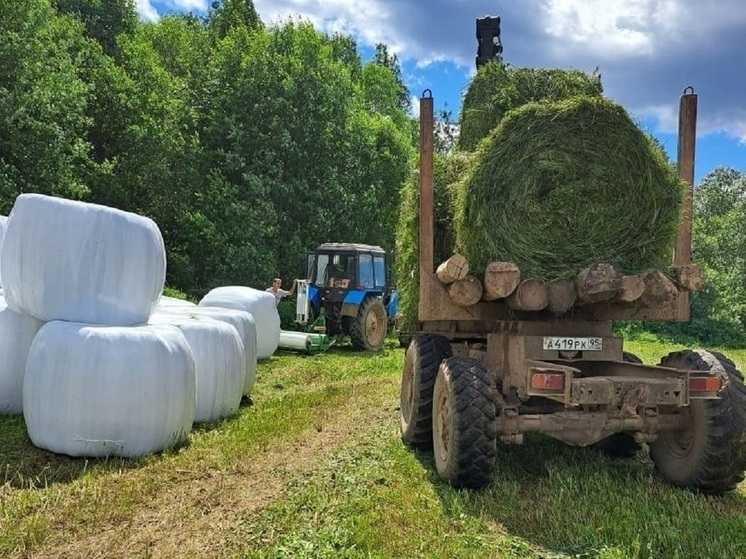 В Новгородской области продолжается заготовка кормов