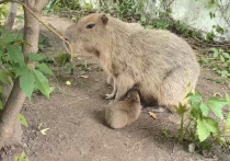 Новорожденные капибары, появившиеся недавно на свет в Московском зоопарке, уже начали пробовать «взрослую» еду