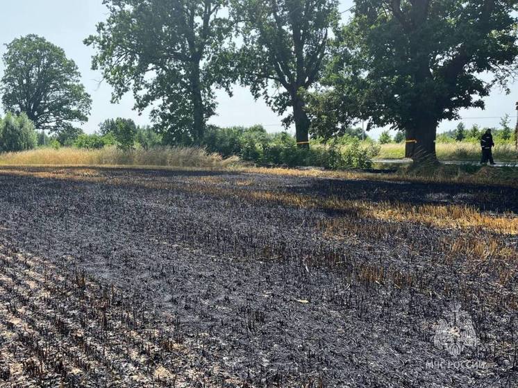 В Гусевском районе сгорело два гектара поля