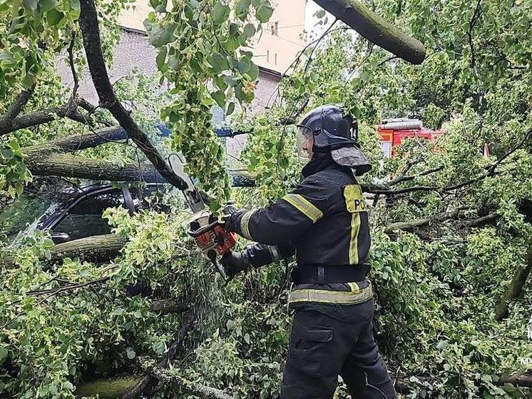Рухнувшее из-за ураганного ветра дерево насмерть придавило петербурженку