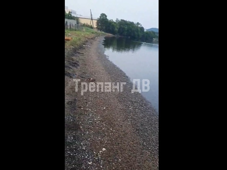 Мертвыми чилимами усыпало берег одной из бухт Владивостока