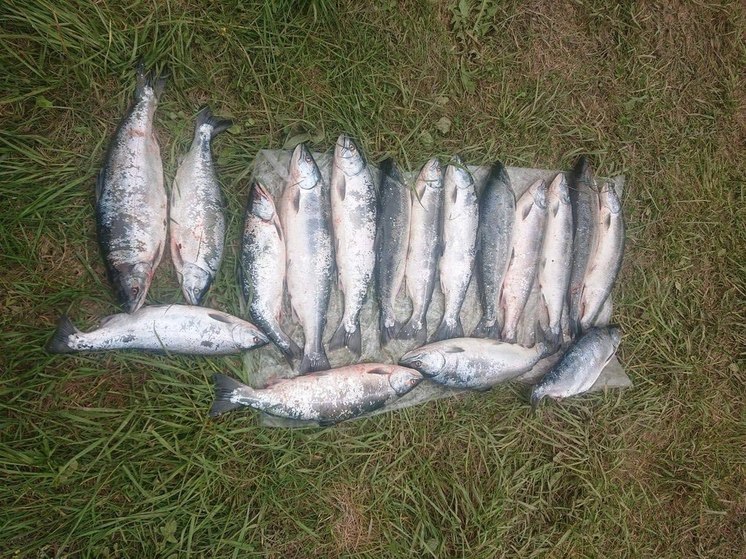  Двое сахалинских рыбаков пойдут под суд за 35 хвостов симы
