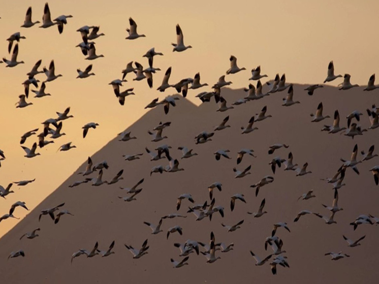 Впервые на острове Врангеля проведут авиаучет редких птиц